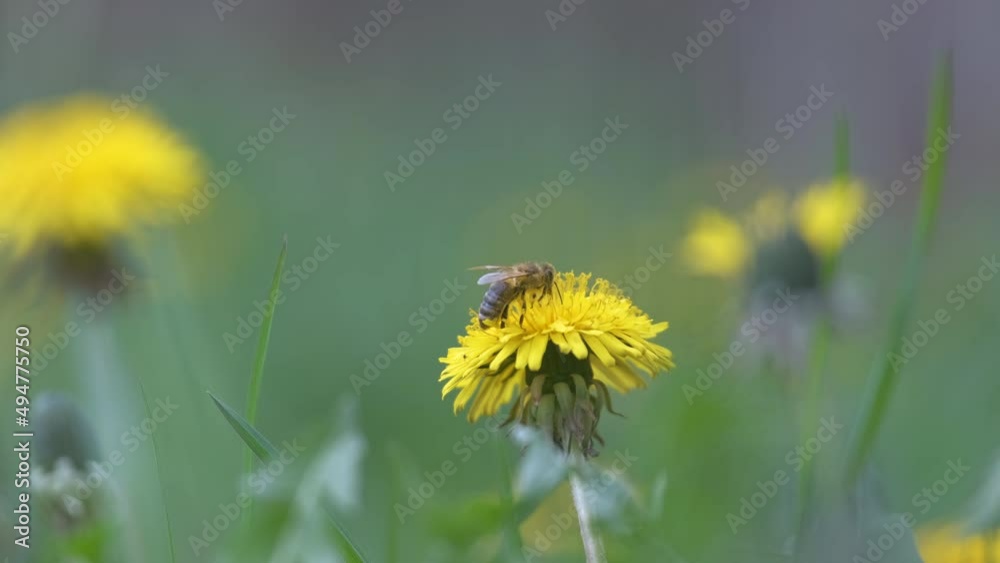 Honey bee gathering nectar on yellow dandelion flowers blooming on summer meadow in green sunny garden Honey bee gathering nectar on yellow dandelion flowers blooming on summer meadow in green sunny garden