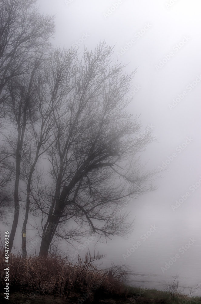 Trees along the Susquehanna River in Oquaga NY. The fog lifts off the river and hides the water of the river running behind this stand of trees. Fog on shoreline. Trees along the Susquehanna River in Oquaga NY. The fog lifts off the river and hides the water of the river running behind this stand of trees. Fog on shoreline.