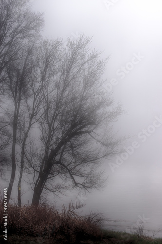 Trees along the Susquehanna River in Oquaga NY. The fog lifts off the river and hides the water of the river running behind this stand of trees. Fog on shoreline.