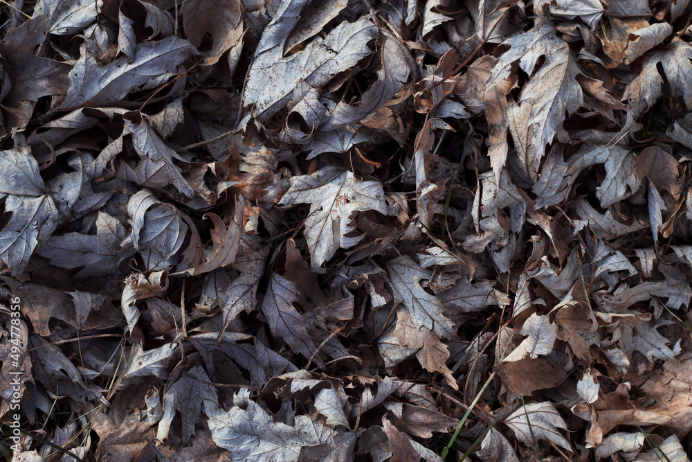 dry grey leaves background with top view dry grey leaves background with top view
