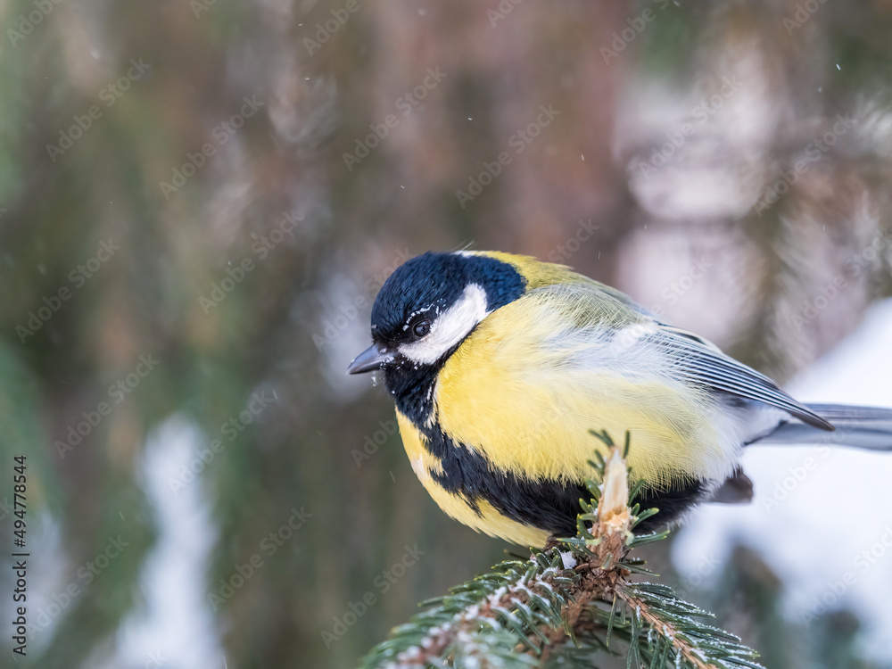 Obraz premium Cute bird Great tit, songbird sitting on the fir branch with snow in winter