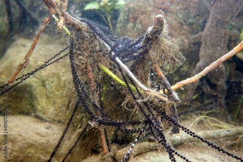 zahlreiche Laichschnüre der Erdkröte (Bufo bufo) photo