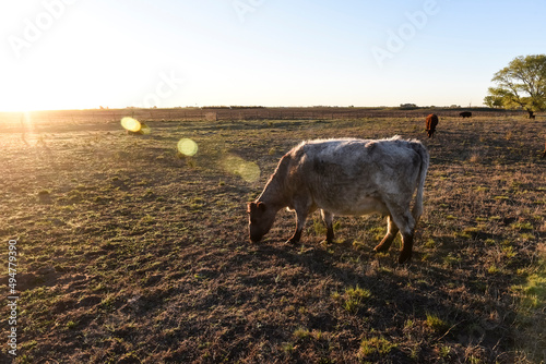 Cattle grazing in pampas countryside, La Pampa province, Argentina.