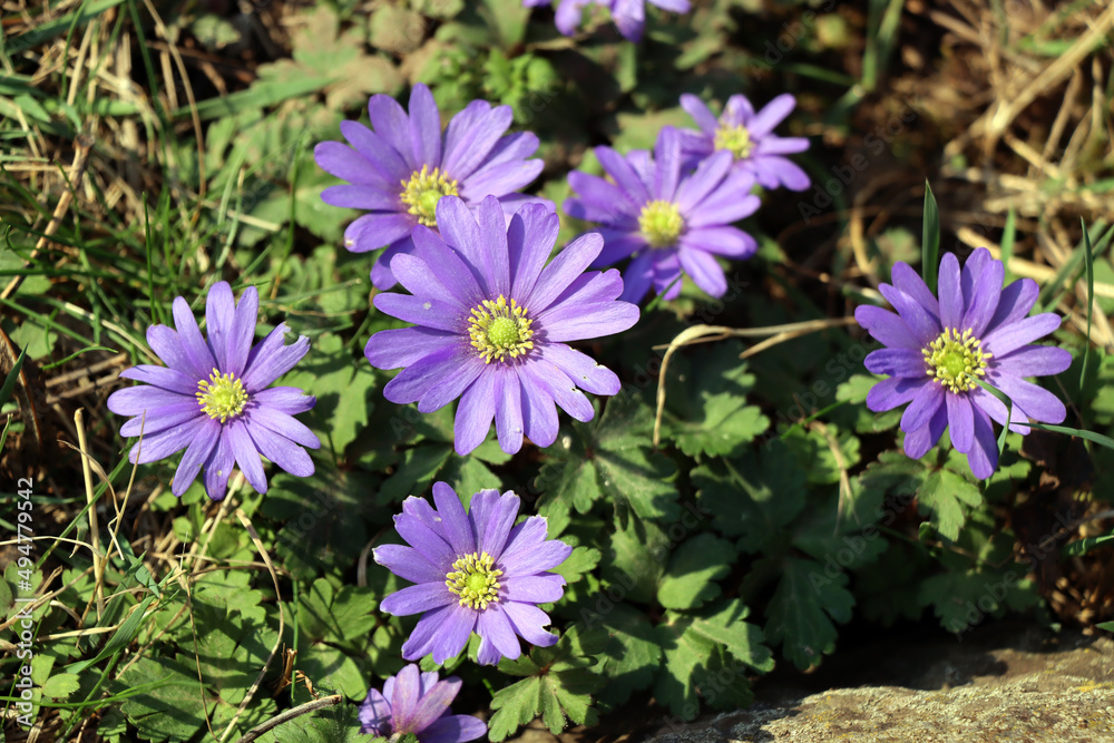 Balkan-Windröschen (Anemone blanda) - blühende Pflanze Balkan-Windröschen (Anemone blanda) - blühende Pflanze