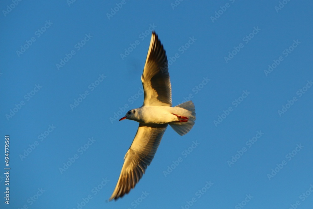 Obraz premium beautiful Seagulls on the water