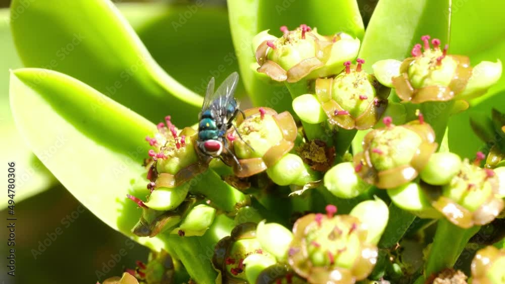 Fantastic macro shot of an insect crawling and sucking nectar on gorgeous flowers
Close-up of a hoverfly on the exotic flowers of a spurge, Euphorbia Canariensis with pollen and Nektar – 4K Ultra H Fantastic macro shot of an insect crawling and sucking nectar on gorgeous flowers
Close-up of a hoverfly on the exotic flowers of a spurge, Euphorbia Canariensis with pollen and Nektar – 4K Ultra H