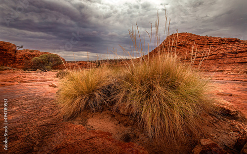 Spinifex photo