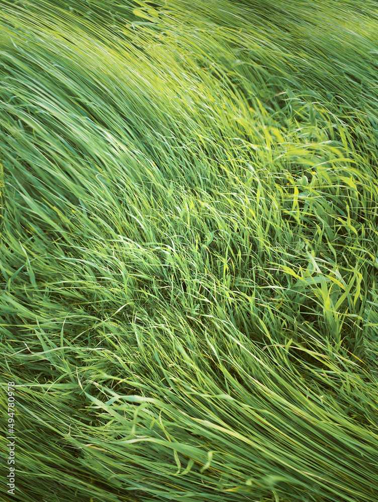 green lawn with swaying wind blown leaves green lawn with swaying wind blown leaves