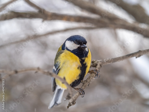 Cute bird Great tit, songbird sitting on a branch without leaves in the autumn or winter.