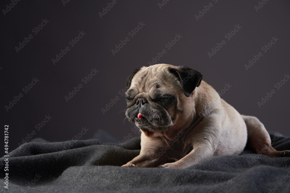Obraz premium portrait of a disabled dog. special Pug on a light background