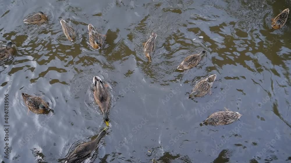 Top view - hungry mallard ducks swimming in the pond and eating pieces of bread - slow motion. Wildlife, nature and feeding concept Top view - hungry mallard ducks swimming in the pond and eating pieces of bread - slow motion. Wildlife, nature and feeding concept