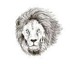 lion head hand drawing vector isolated on white