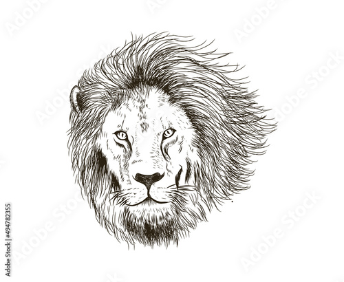 lion head hand drawing vector isolated on white