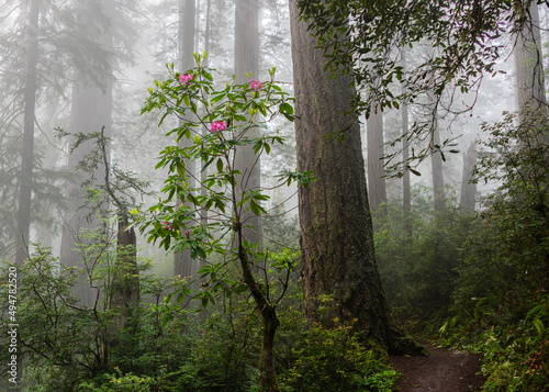 Blooming rhododendrons among the redwoods - Lady Bird Johnson Grove - Redwood National Park, California photo