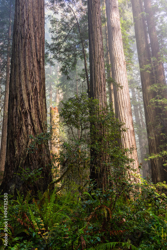 Morning sun beaming on the redwood trees in Lady Bird Johnson Grove - Redwood National Park, California photo