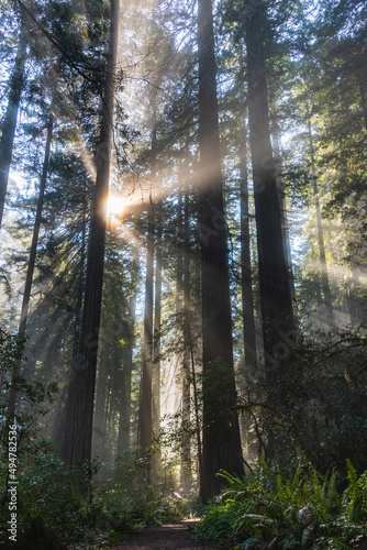 Morning sun beaming through the redwood trees in Lady Bird Johnson Grove - Redwood National Park  California