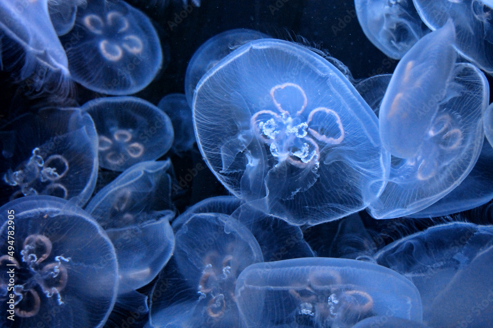 Translucent blue jellyfish on a black background fill the image Translucent blue jellyfish on a black background fill the image