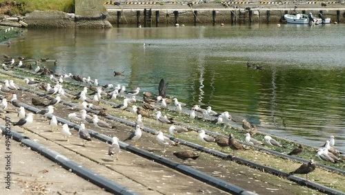 Black-tailed gull that lives in Japan.  photo