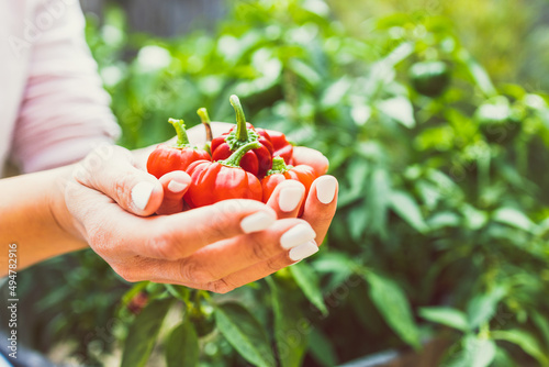 Photo hands holding mini capsicum bell peppers in front of veggie plant outdoor in sun