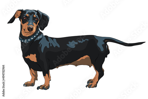 Black and tan smooth-haired miniature dog Dachshund breed