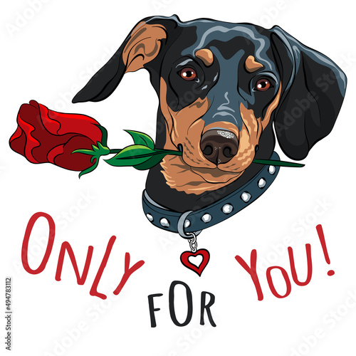 Cute black dog dachshund with red rose