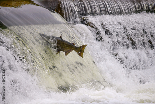 Salmon migration