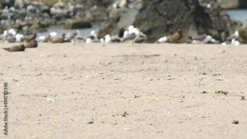 A view of the black-tailed gulls that live in Kabushima. (Tilt) photo