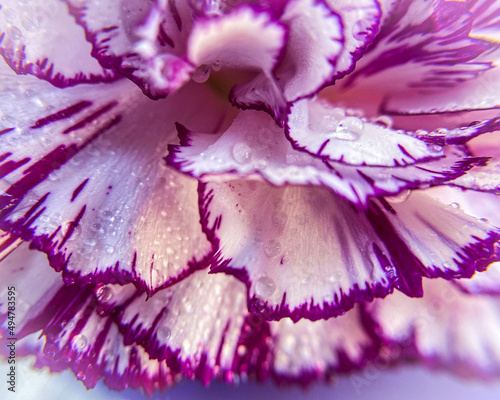 Close-up of purple and white carnation.