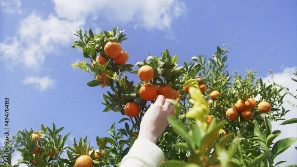  Juicy orange citruses growing on a tree in local farm