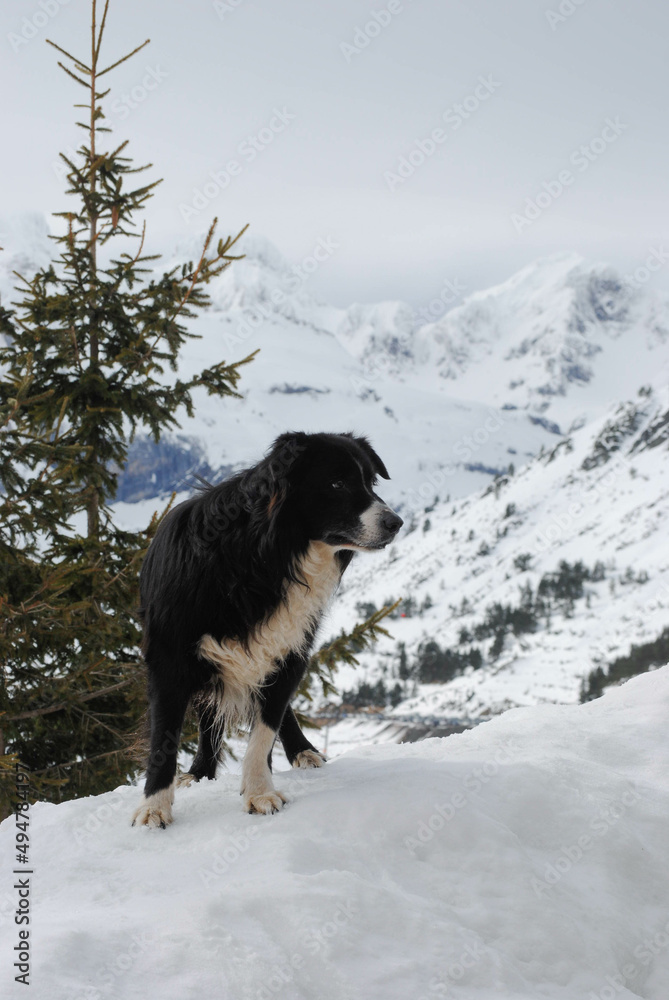 Dog in the snowy mountain