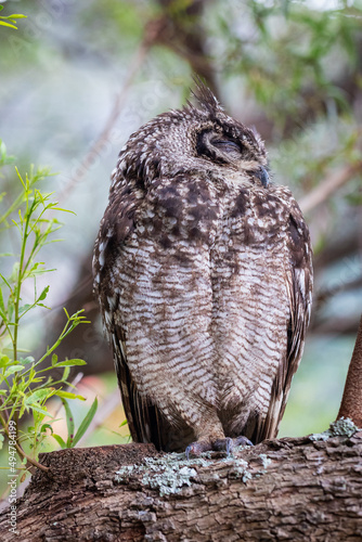 Cape Eagle Owl photo