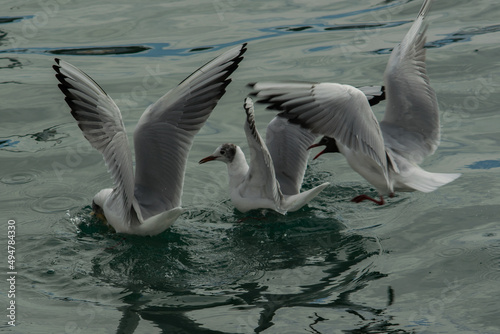 a group of white-winged gulls on the surface of the water