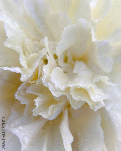 Close-up of white carnation flower