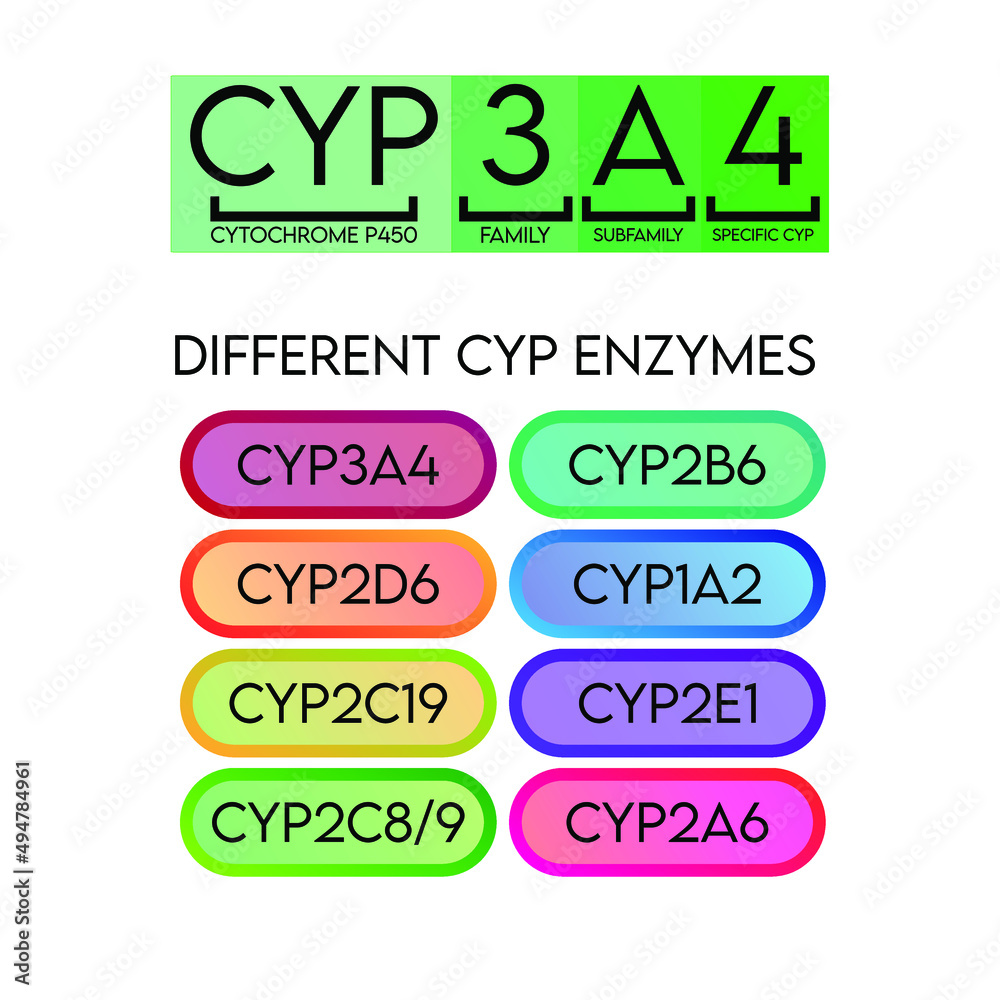 CYP Cytochrome p450 nomenclature and examples of common enzymes