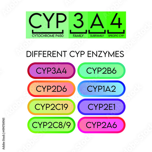 CYP Cytochrome p450 nomenclature and examples of common enzymes. Pharmacology and biochemistry infographic for education.