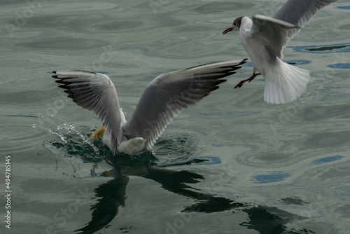 two gulls with spread wings sat on the surface of the water in search of food