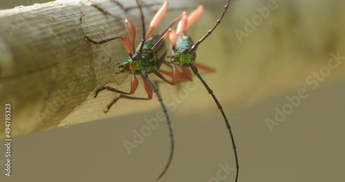 Two Peruvian Tiger Beetles mating. Tambopata National Reserve. Close up photo