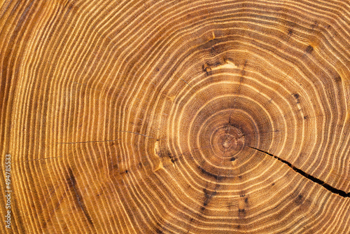 Oiled acacia wood slice with crack and clearly visible concentric circles (annual growth rings, age rings) photo