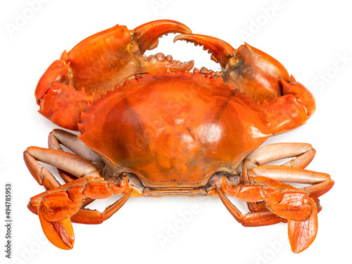 Boiled crab isolated on white background, Scylla serrata or Sea Crab on white With clipping path. photo