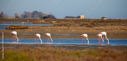 Flamingos group in Ebro Delta Natural Park in spring day, Catalonia, Spain.. photo