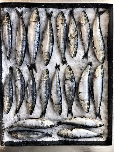 sardinas en sal