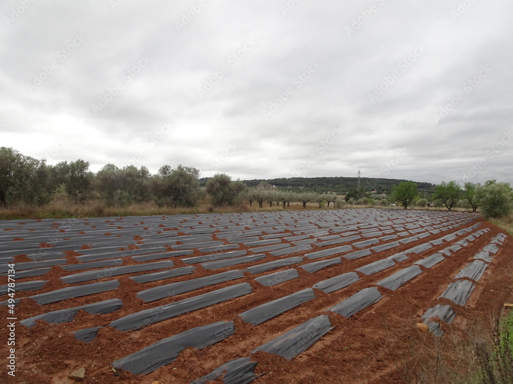 Agricultural Farming Land, Valencia, Spain Agricultural Farming Land, Valencia, Spain