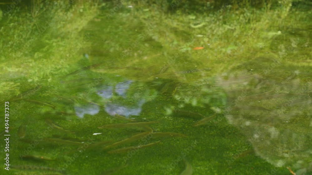 Ayu in the pond and hydrangea on the surface of the water. Ayu in the pond and hydrangea on the surface of the water.