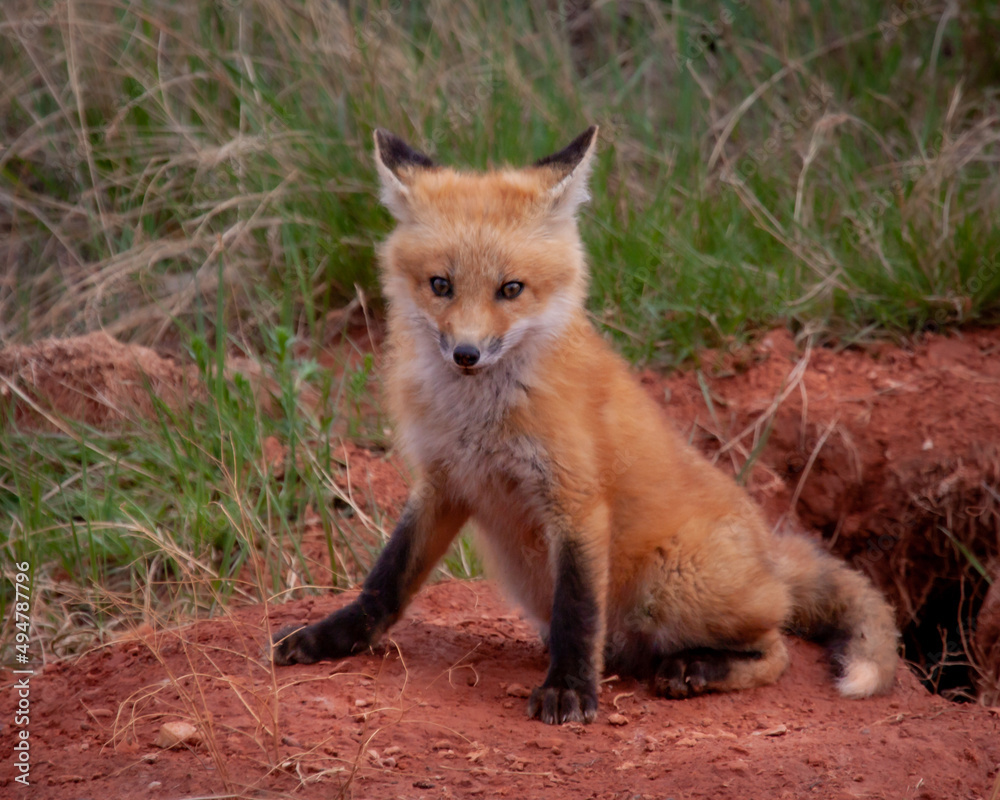 Fox Cub by Den