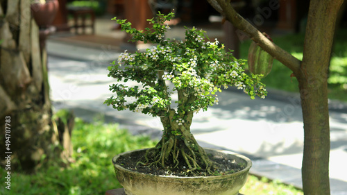 Close-up of bonsai plants. Bonsai (Japanese : tray planting) is a Japanese version of the original traditional Chinese art penjing or penzai. Small tree