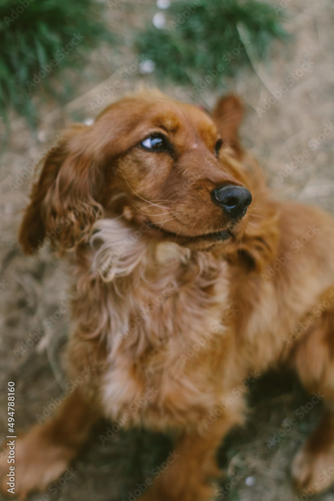 Obraz premium A cute brown puppy is smiling. 