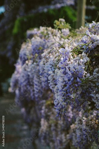 Flowers in blue tones herald spring.