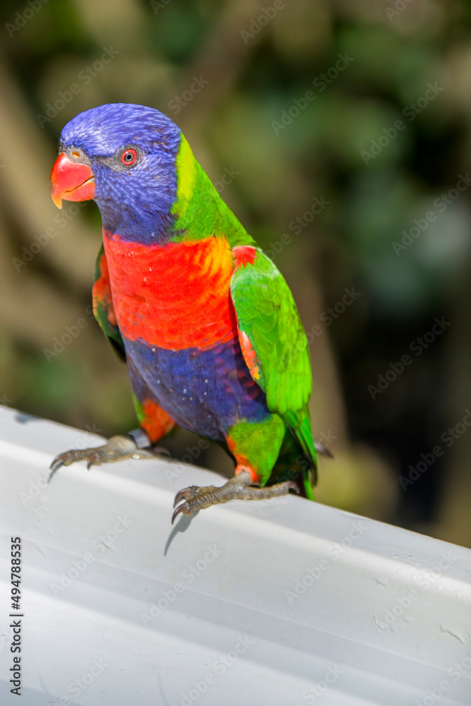 The sunset lorikeet (Trichoglossus forsteni) is a species of parrot that is endemic to the Indonesian islands.  It was previously considered a subspecies of the rainbow lorikeet.