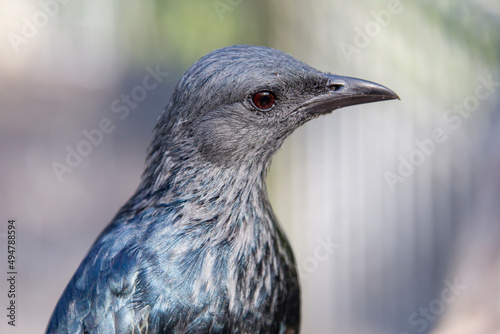 A female Red-winged starling closeup image.
A bird of the starling family Sturnidae native to eastern Africa. An omnivorous, generalist species, it prefers cliffs and mountainous areas for nesting