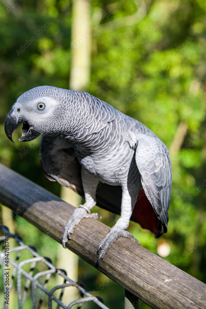 Fototapeta premium African grey parrot(Psittacus erithacus) closeup The grey parrot is a medium-sized, predominantly grey, black-billed parrot. It has darker grey over the head and both wings.